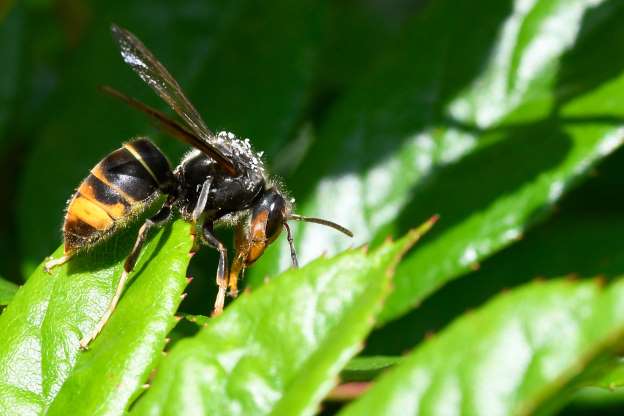 Vespa velutina